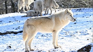 Un lupo artico arrivati nel parco animali di Sainte-Croix a Rodi, nel nord-est della Francia, il 16 dicembre 2022