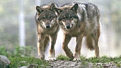 Ο πληθυσμός του λύκου στην ΕΕ έχει σχεδόν διπλασιαστεί από το 2012, αλλά μια πρόταση για την άρση του καθεστώτος "αυστηρά προστατευόμενου" έχει διχάσει τις απόψεις.