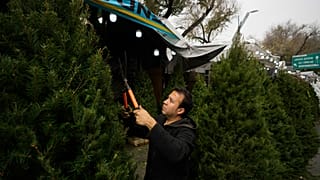 Ein Weihnachtsbaumverkäufer in Mexiko-Stadt am 14.12.23
