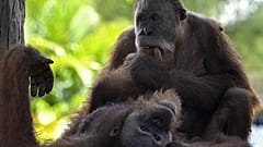 Esta fotografía tomada en Jantho, provincia de Aceh, el 15 de febrero de 2016, muestra a un orangután antes de ser liberado en el área de conservación de Jantho.