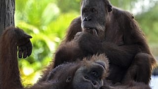 Esta fotografía tomada en Jantho, provincia de Aceh, el 15 de febrero de 2016, muestra a un orangután antes de ser liberado en el área de conservación de Jantho.