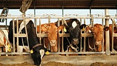Le rapport propose de réduire de moitié la consommation moyenne de viande et de produits laitiers en Europe et de passer à un régime alimentaire plus végétal afin de réduire la pollution et d'améliorer la santé humaine.