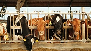 The report proposes halving the average European meat and dairy consumption and moving to a more plant-based diet to cut pollution and improve human health.