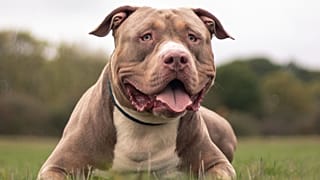 Amerikan X Bully köpeği
