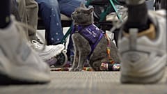 Owner Mengel says she knew Lola-Pearl would be a good therapy cat after she brought her to an amputee coalition conference on a whim about a month after she adopted her.