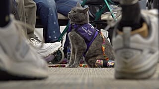 Owner Mengel says she knew Lola-Pearl would be a good therapy cat after she brought her to an amputee coalition conference on a whim about a month after she adopted her.