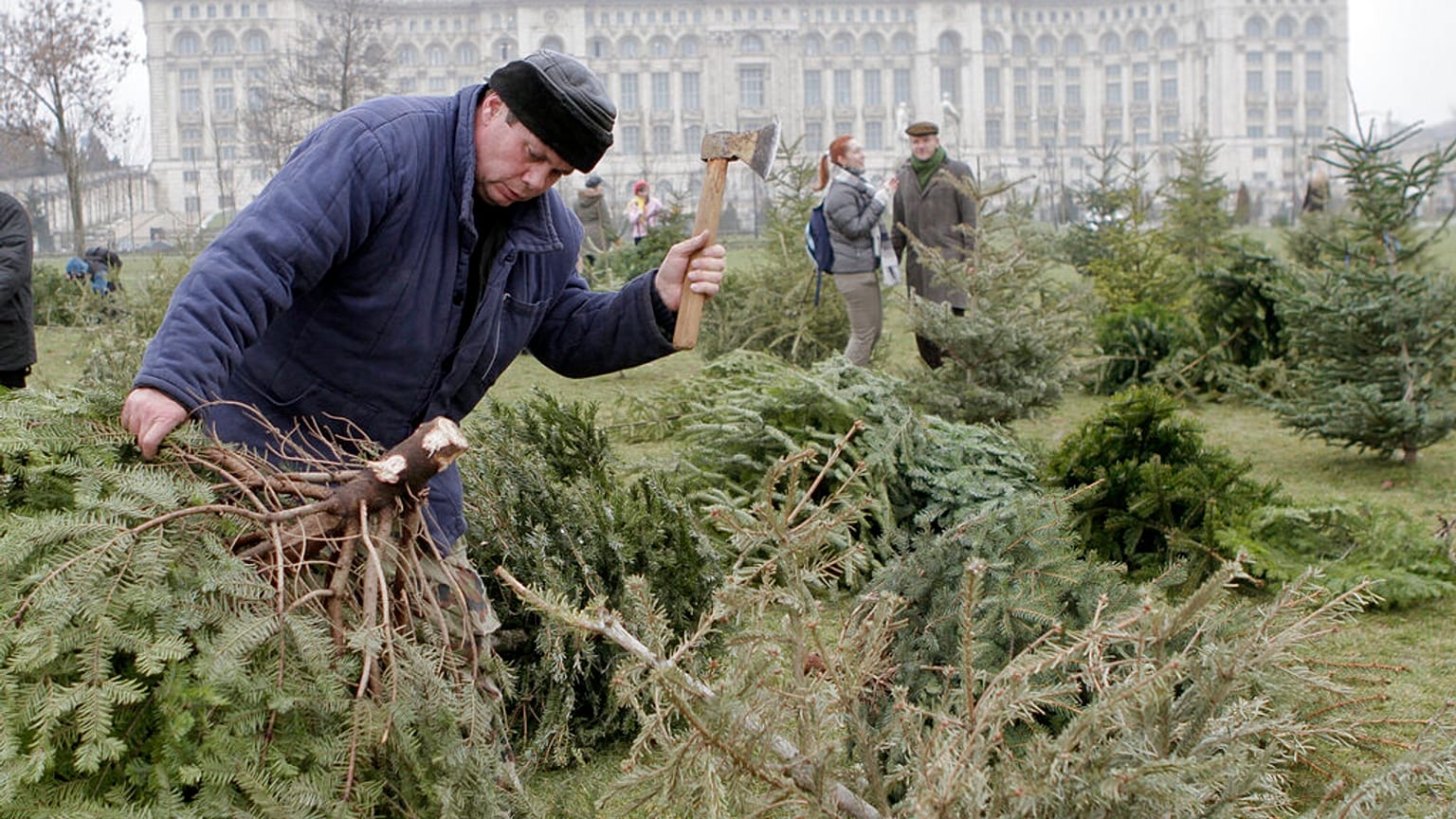 In Rumänien lassen Händler die Weihnachtsbäume einfach stehen. Dabei gibt es nachhaltigere Alternativen, wie Weihnachtsbäume entsorgt werden können. 