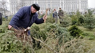 In Rumänien lassen Händler die Weihnachtsbäume einfach stehen. Dabei gibt es nachhaltigere Alternativen, wie Weihnachtsbäume entsorgt werden können.