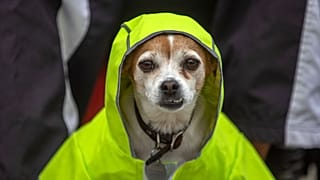 Un Jack Russell Terrier porte un imperméable