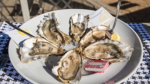 Oysters