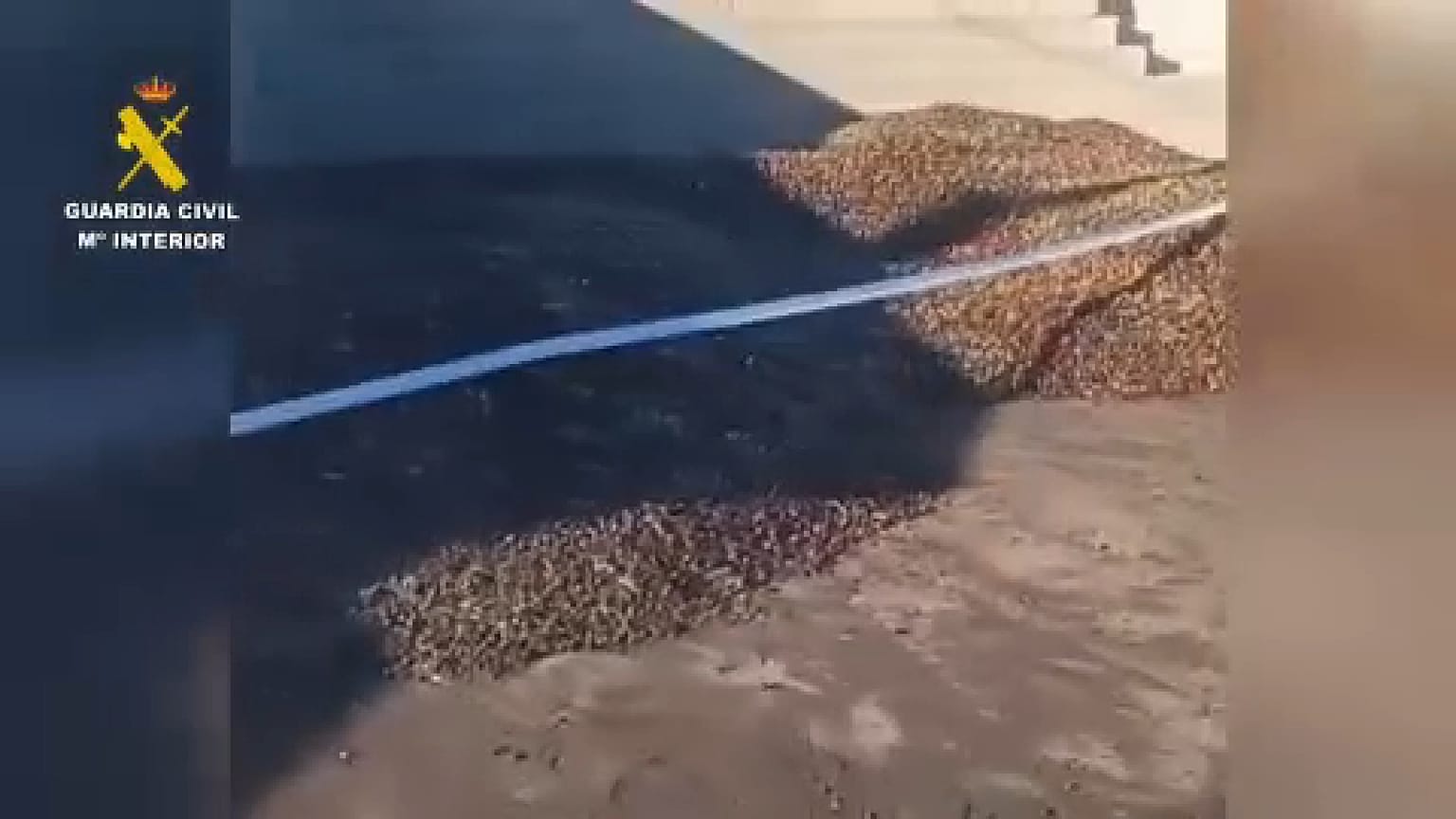 Ακατάλληλες ελιές
