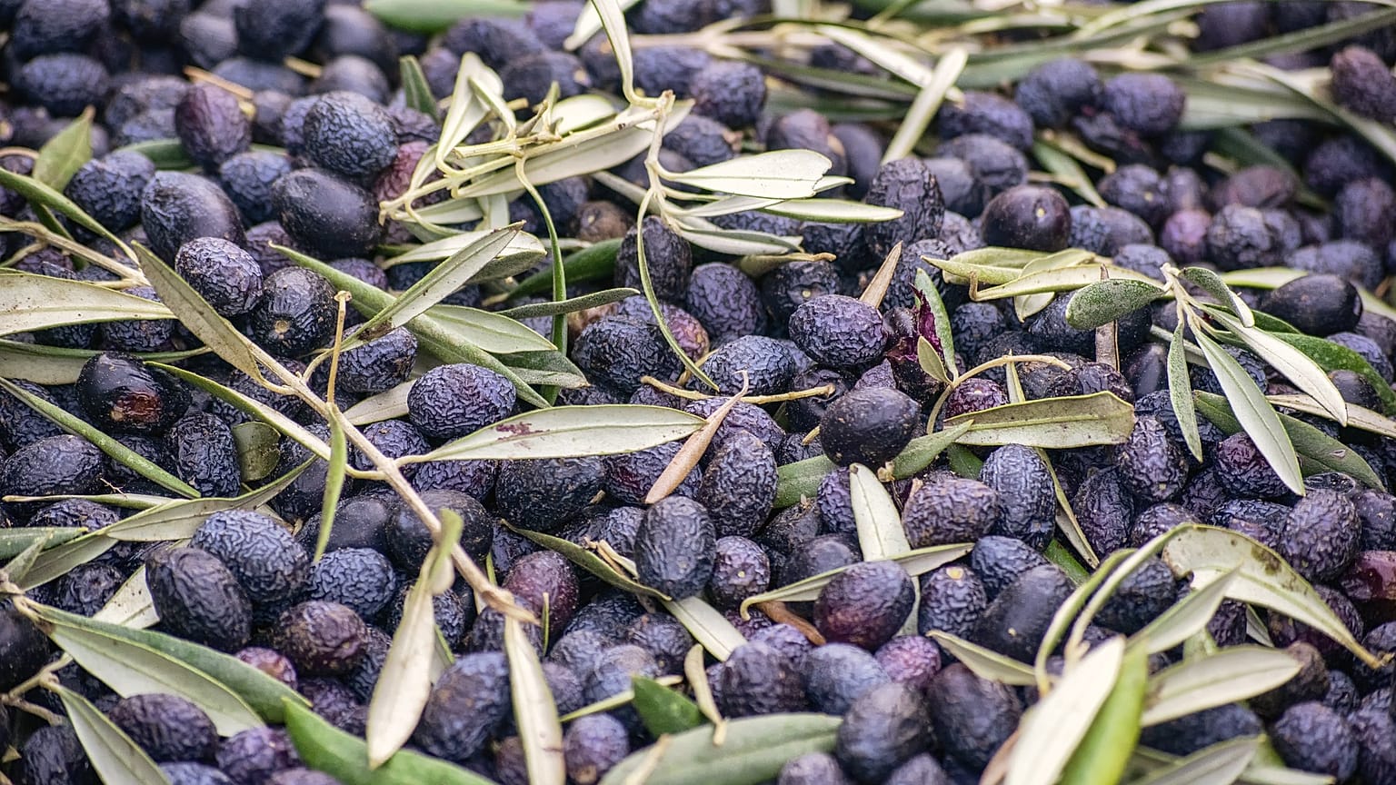 حبوب من ثمار الزيتون 