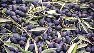حبوب من ثمار الزيتون