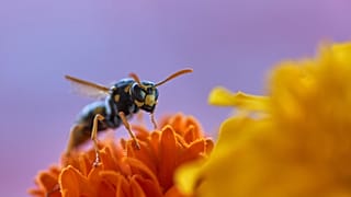 A staggering 619 new species of wasp alone were described in 2023.