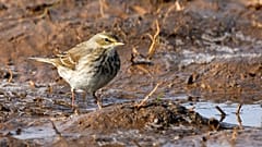 Cientos de especies de aves podrían extinguirse en los próximos años si no tomamos medidas.