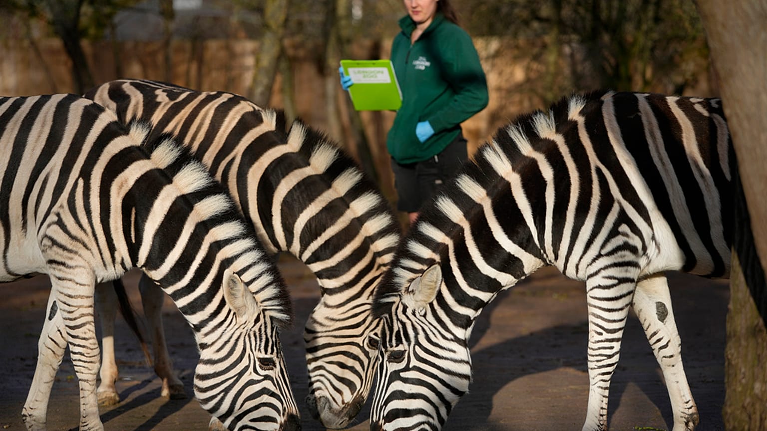 Zebre nello zoo di Londra