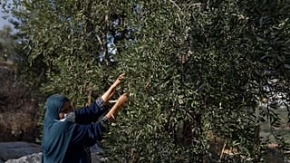 بساتين الزيتون في الضفة الغربية