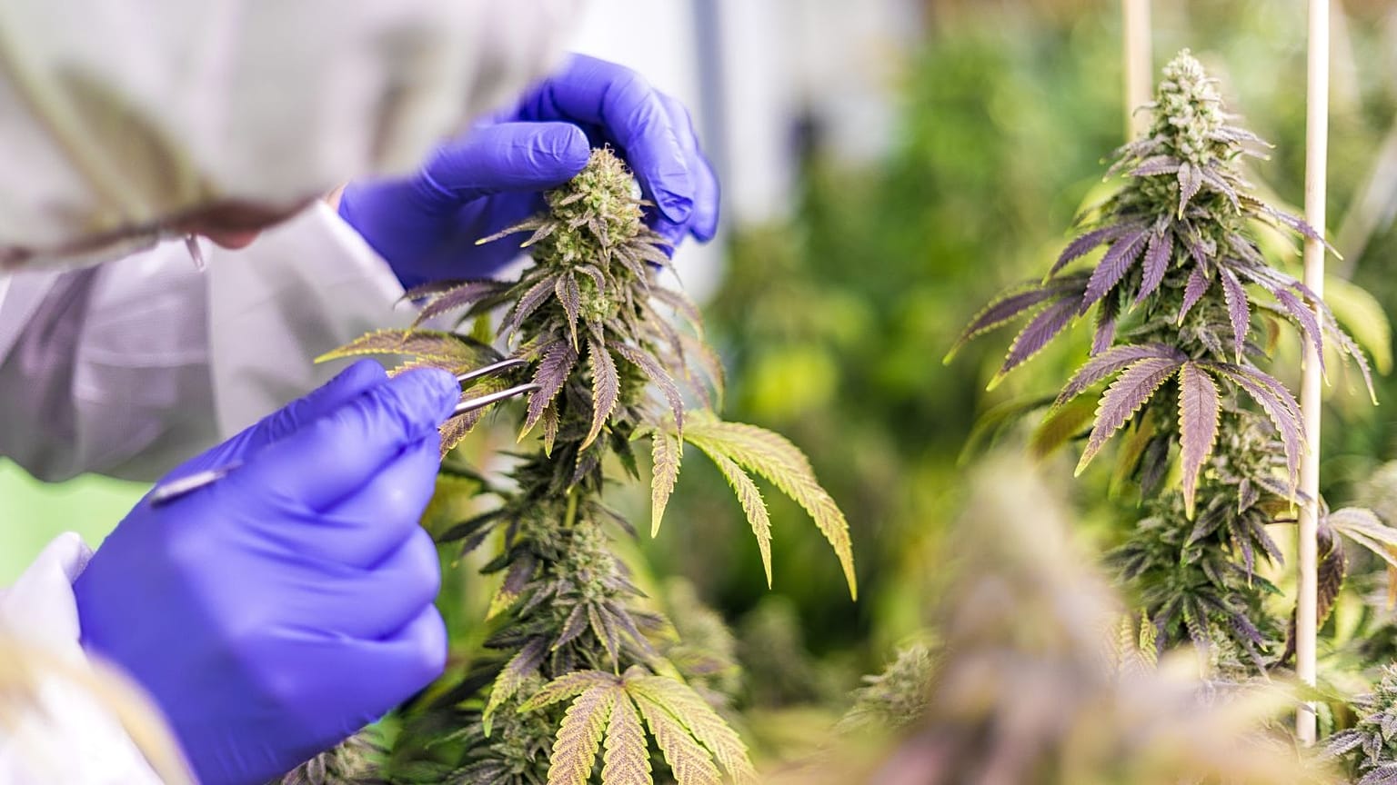 گیاه ماری‌جو‌انا (شاهدانه) 