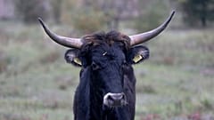 A Tauros, similar to those that will be reintroduced by 2026 in the Scottish Highlands, walks in an enclosure in the Czech Republic, on 13 October 2015. 