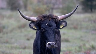 A Tauros, similar to those that will be reintroduced by 2026 in the Scottish Highlands, walks in an enclosure in the Czech Republic, on 13 October 2015. 