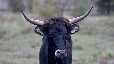 A Tauros, similar to those that will be reintroduced by 2026 in the Scottish Highlands, walks in an enclosure in the Czech Republic, on 13 October 2015. 
