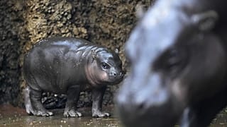 Mikolas, ein neugeborenes Zwergflusspferdkalb, mit seiner Mutter Malaya, im Safaripark Dvur Kralove, Tschechische Republik, Montag, 15. Januar 2024.