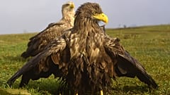 Rétisasok (Haliaeetus albicilla) a Hortobágyi Nemzeti Park területén 2023. január 13-án