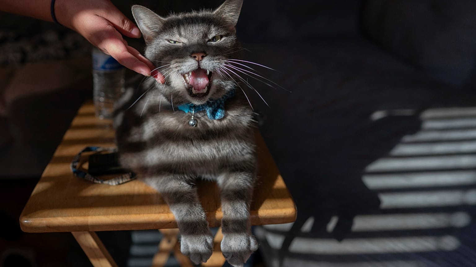 ¿Contamina tener un gato o un perro?