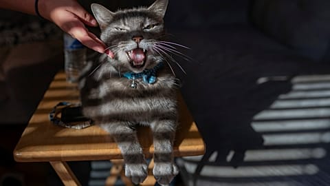 The most polluting part of owning a pet is their meat-heavy diet