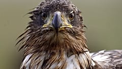 La "Carte des Aigles" est mise à jour chaque début d'année en Hongrie