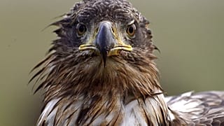 Un'aquila dalla coda bianca (Haliaeetus albicilla) nel Parco nazionale di Hortobagy, in Ungheria (13 gennaio 2023)
