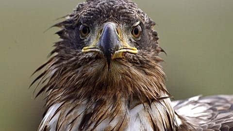 The "Eagles Map" is updated at the beginning of each year in Hungary