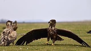 Una foto del lunes 16 de enero de 2023 muestra águilas (Haliaeetus albicilla) en el Parque Nacional Hortobagy cerca de Hortobagy, Hungría, el viernes 13 de enero de 2023.
