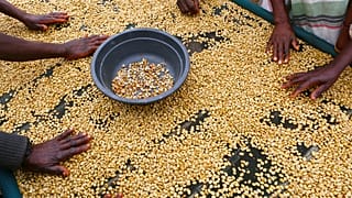 Des femmes trient des grains de café dans une plantation à Mount Gorongosa, au Mozambique, en août 2019