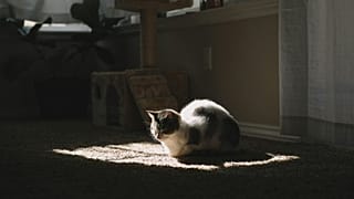 Lanna, a cat of around one year old, was found dead in a rubbish bin in the French city of Lille in July 2023.