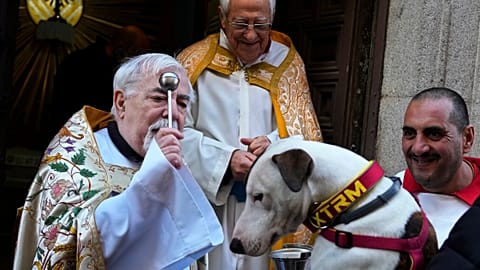 La benedizione per gli animali domestici