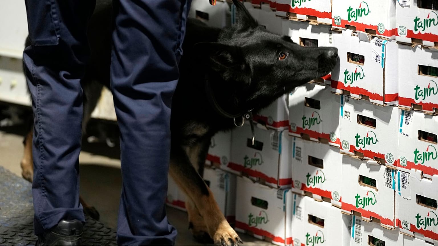  A customs agent works with a drug sniffer dog in the Port of Antwerp on Wednesday, Aug. 17, 2022. 