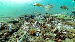 Cystoseira Barbata war im Schwarzen Meer früher weit verbreitet.
