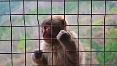 The facility would eventually hold up to 30,000 long-tailed macaques that would be sold to universities and pharmaceutical companies for medical research. 