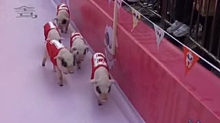 Schweinerennen in China