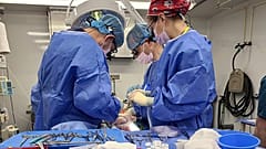 Eine gentechnisch veränderte Schweineleber wird in Massachusetts entnommen und im Dezember 2023 zur Universität von Pennsylvania in Philadelphia transportiert.