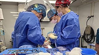 A genetically modified pig liver is removed in Massachusetts for transportation to the University of Pennsylvania in Philadelphia in December 2023.