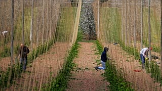 In this May 5, 2020, photo, seasonal workers train the growing hops by winding or tying two or three shoots clockwise to each string, at Stocks Farm in Worcestershire,UK.