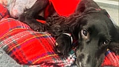Hündin "Ariel" nach der Operation