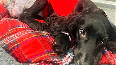 Ariel the six-legged spaniel