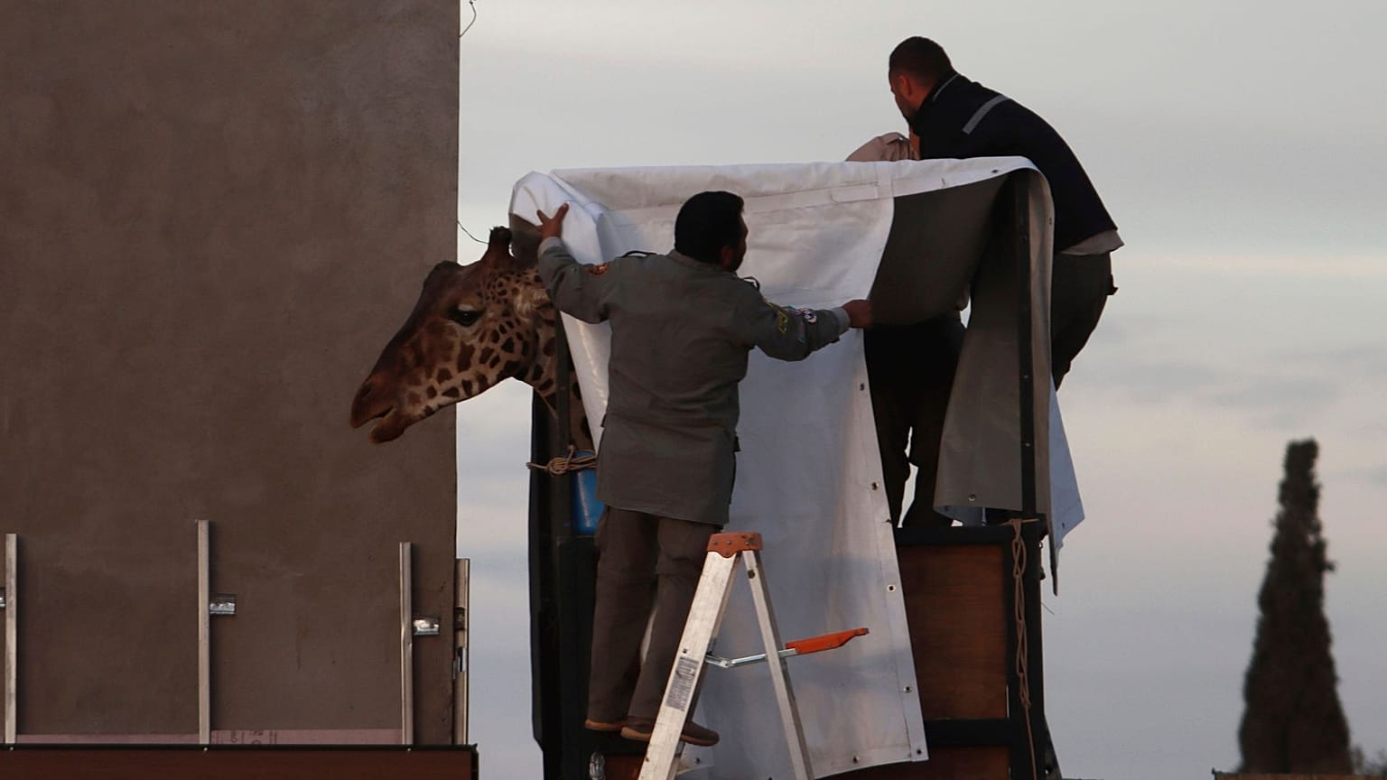 Operatori preparano la giraffa Benito per il trasporto presso lo zoo cittadino Central Park di Ciudad Juarez, Messico, 21 gennaio 2024.