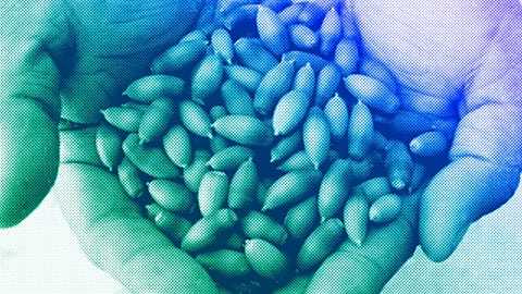 Bellotas in Naco, Sonora, June 2011