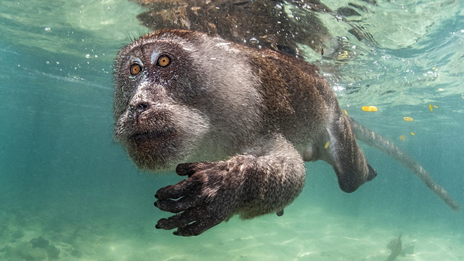 Primate acuático", de Suliman Alatiqi, ganador del Mejor de la Exposición y Retrato
