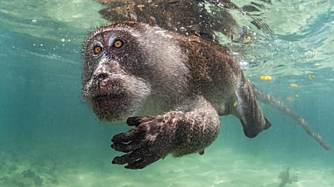 "Aquatischer Primat" von Suliman Alatiqi, Gewinner der Ausstellung und Bestes Porträt
