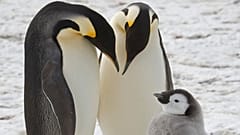 Cette photo non datée fournie par le British Antarctic Survey en janvier 2024 montre des manchots empereurs adultes avec un poussin près de la station de recherche Halley en Antarctique. 